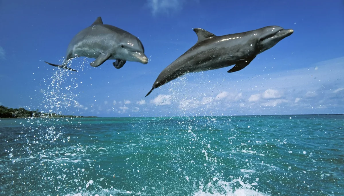 Big and kind whales and dolphins: 10 interesting facts about these amazing animals