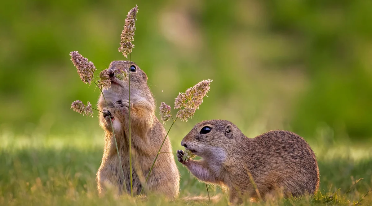 Moles, ground squirrels, field mice: how to get rid of garden pests humanely