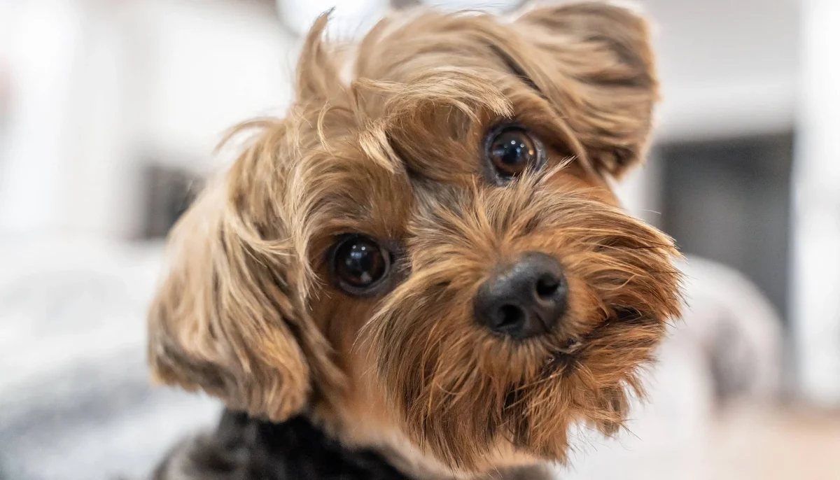 What cuties: 12 kinds of Yorkies that will melt your heart