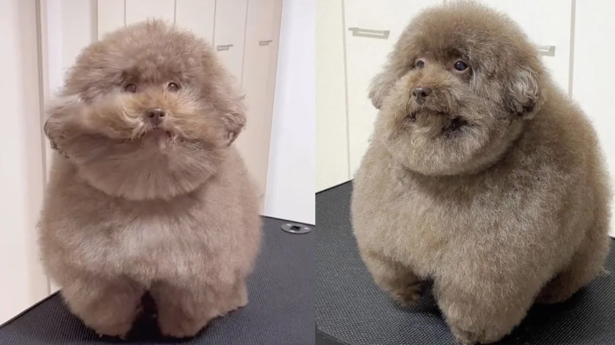 Forever Guilty and Perfectly Round: A Toy Poodle From Japan Has Become an Internet Star