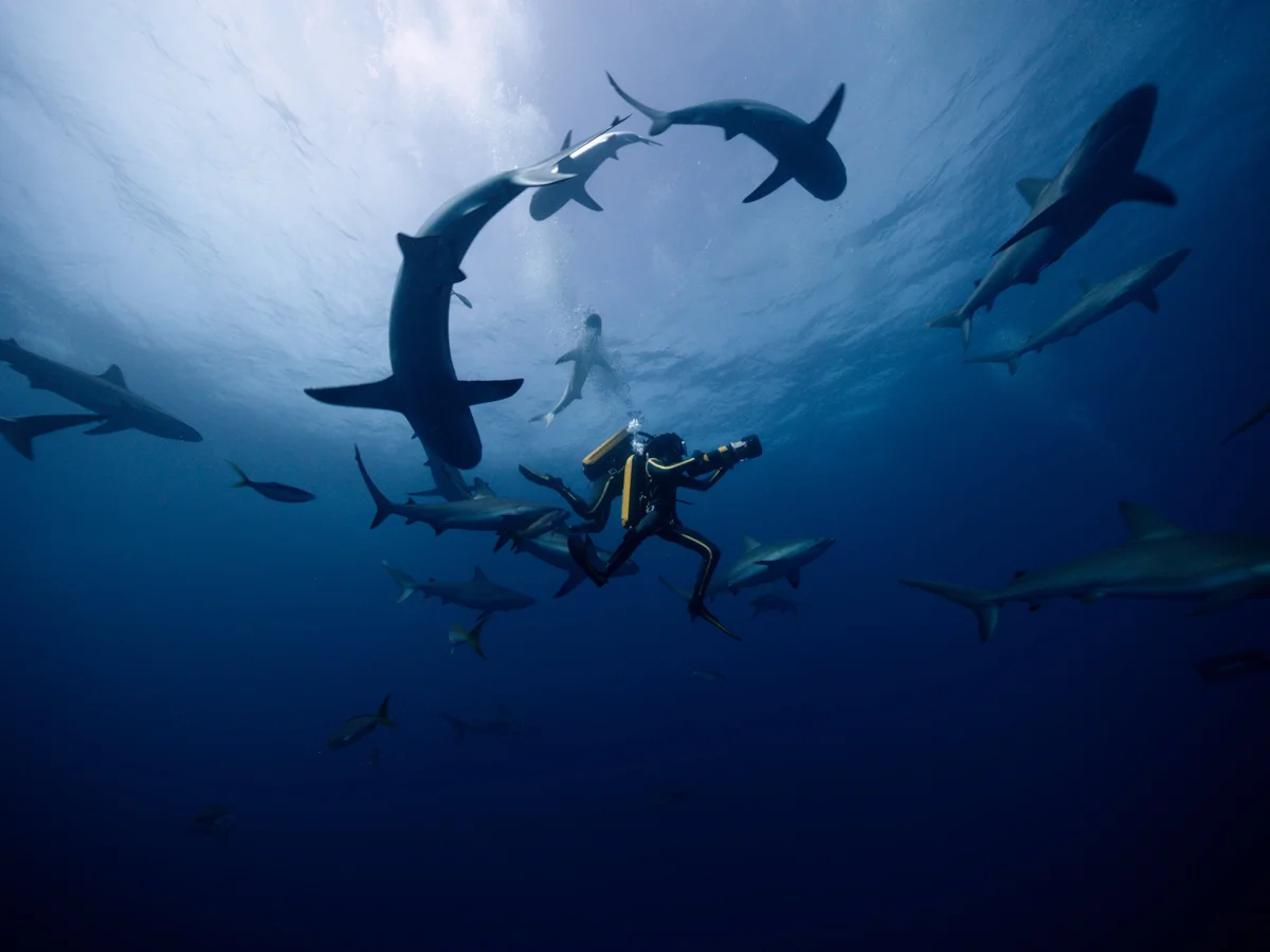 Secrets of the seas and oceans: 10 films about the underwater world