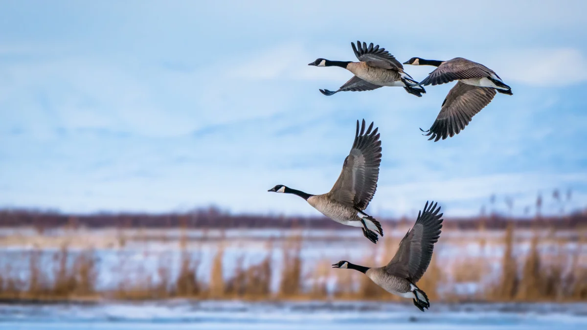 Seasonal flights: why birds migrate, where they head, and how they remember their routes