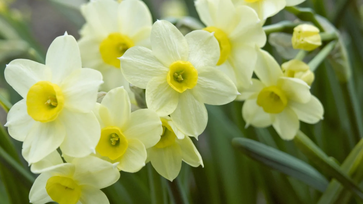 Growing in Water and on Stones: Houseplants That Don’t Need Soil