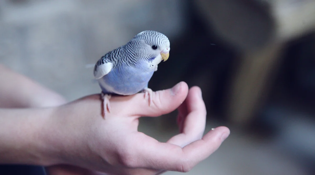 How to Care for Budgerigars at Home