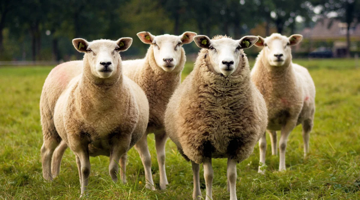 They Eat Everything but Lavender and Rosemary: Voracious Sheep Terrorize an Entire Village for Ten Years