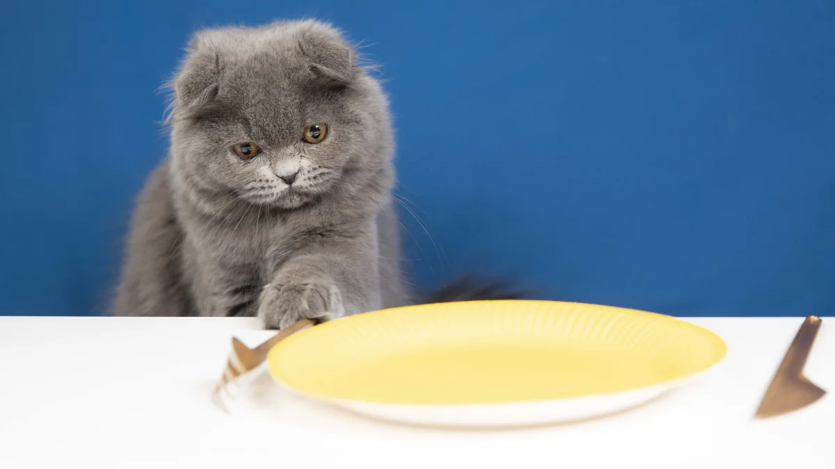A bowl with the right color: which color cats actually like