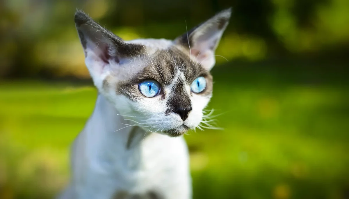 And no fur around the house! 10 cat breeds that (almost) don't shed