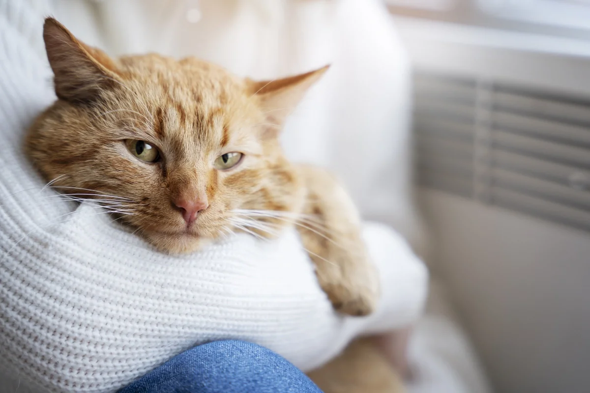 They catch the faintest atmospheric vibrations: how cats react to the weather