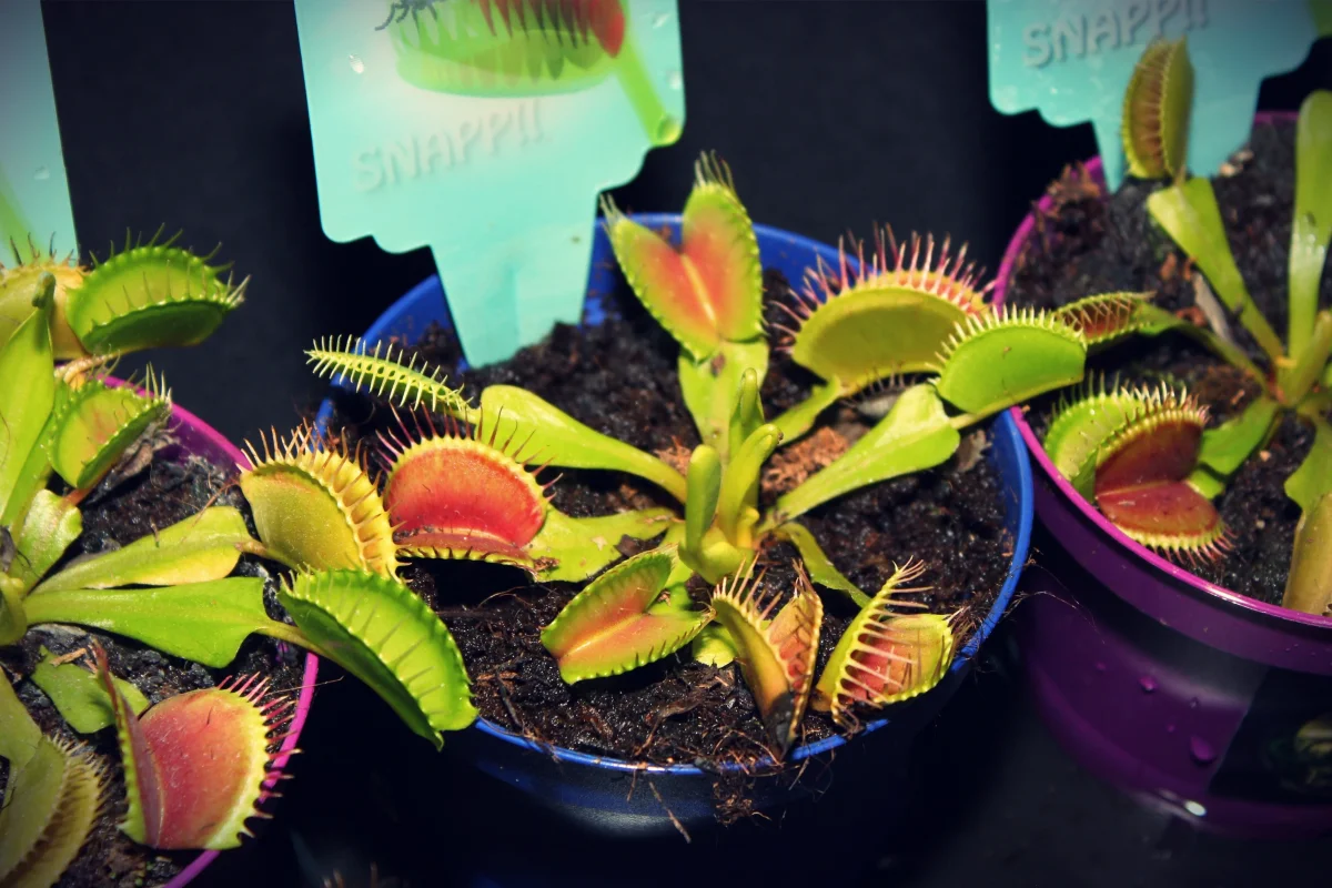 Carnivorous Plants: Dangers, Benefits and Care Rules at Home
