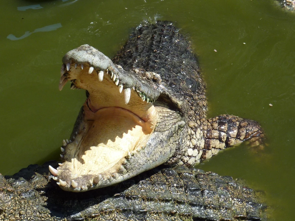 Spielberg never dreamed of it: animals with the most powerful jaws will bite right through you without a second thought