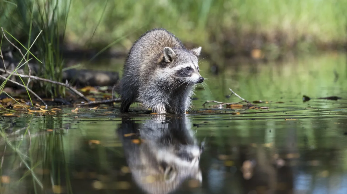 "What a Stubborn Little Beast: Comes Dinner, Comes Laundry." What and Why Does the Raccoon Wash?