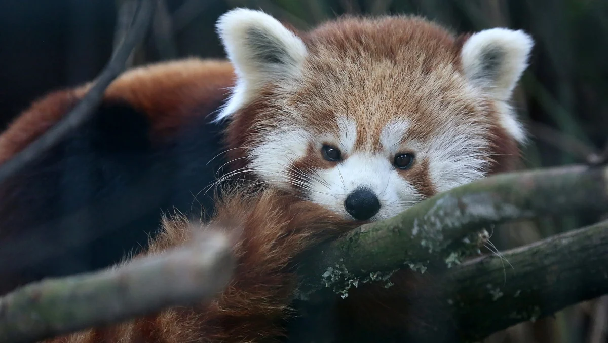 Little creatures you want to cuddle: the 15 cutest animals in the world