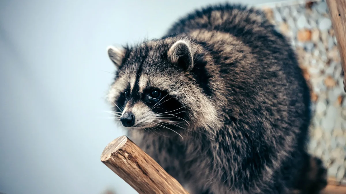 A sneaking raccoon, a lurking cookie: a video of the striped thief has gone viral online
