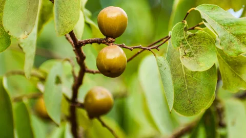 «The Apple of Death»: Where the Most Dangerous Tree on Earth Grows and What It Looks Like