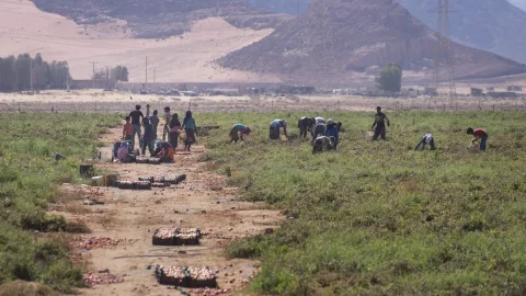 Without Water, Soil, or in Scorching Air: How People Learned to Grow Vegetables in the Desert