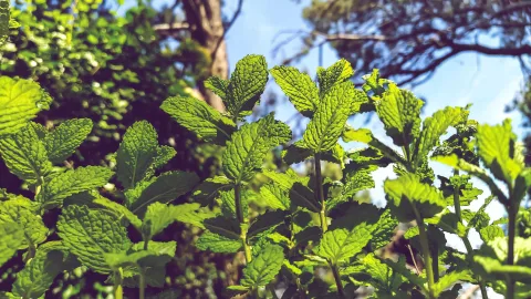 Для дома и дачи: 14 растений, которые отпугивают комаров и мошек