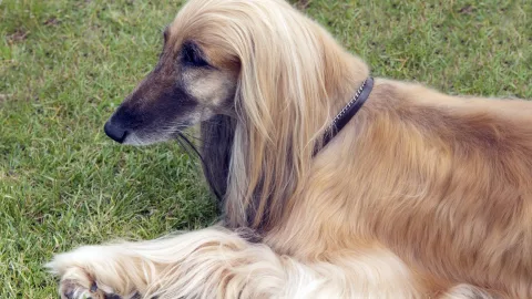 Experts have revealed which dog breeds are the dumbest
