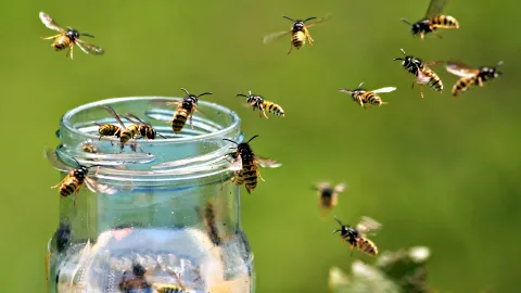 Когда начинается сезон ос и почему к концу лета их укусы случаются всё чаще
