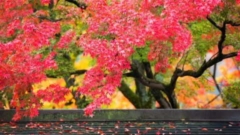 When to Visit Japan in Autumn — and Why Chasing Red Maples Requires Precise Timing
