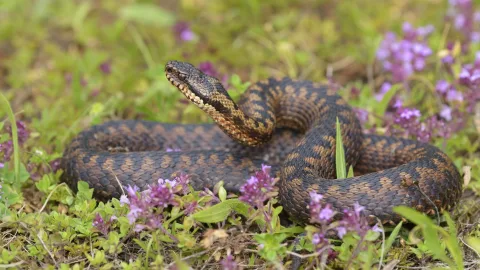 The Most Venomous Snakes of Russia: What They Look Like and Where They Live