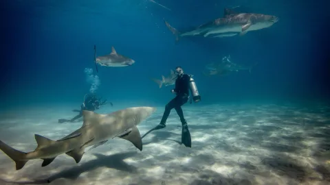 The most dangerous seas teeming with sharks, and the places where there are none