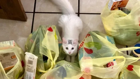 Here's why cats love licking plastic bags so much: there are several reasons at once
