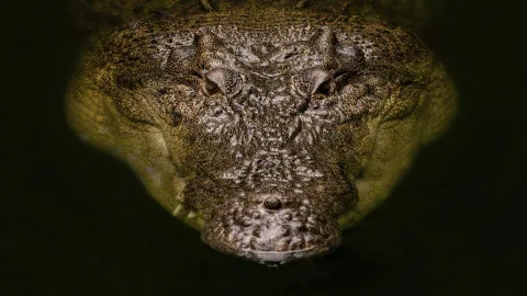 «Bulletproof Gustave»: The Giant Crocodile That Held an Entire Country in Fear
