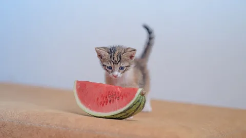 Can Cats Eat Watermelon?