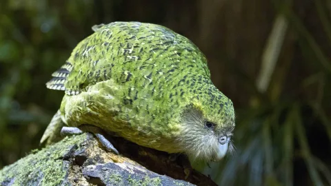 Not just the chicken: 10 birds that cannot fly