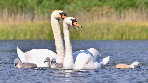 10 animals that mate for life