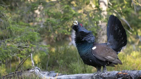 It's not a lark: a biologist explains what kind of bird you are if you wake at dawn