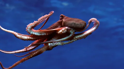5 animals that have several hearts