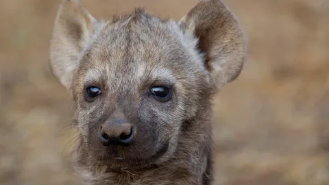 A man nearly bought a hyena cub instead of an ordinary puppy