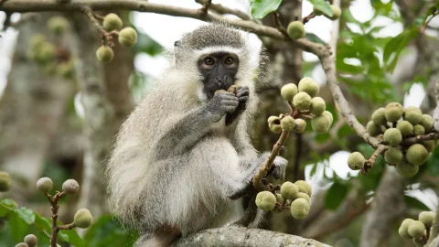 The story of the real Tarzan, who was rescued and raised by monkeys