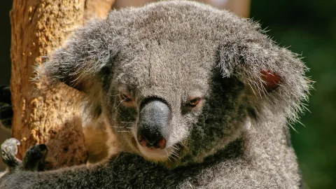 Koala, wombat, emu and 9 more of the most amazing animals of Australia