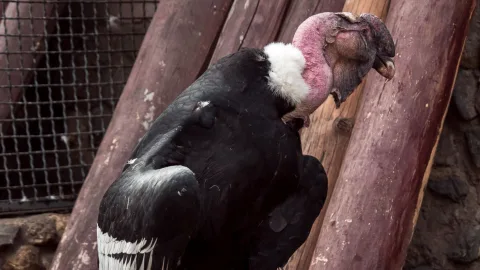 A Red Book Condor Poisoned by Visitors Has Died at the Moscow Zoo