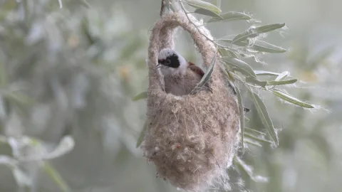 Architects of the wild: 7 birds with the most unusual nests