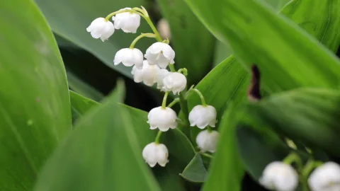 The Red Book has nothing to do with it: why you should not bring lilies of the valley home