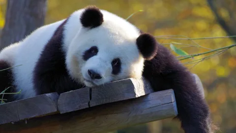 &laquo;They aren't real&raquo;: a theory is spreading online that pandas don't exist