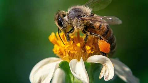 The Sound Depends on the Importance of the Task: What Note Bees Buzz and Why They Do It