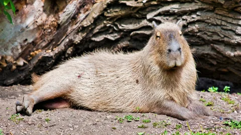 5 Reasons Why the Capybara Should Become Our Totem Animal