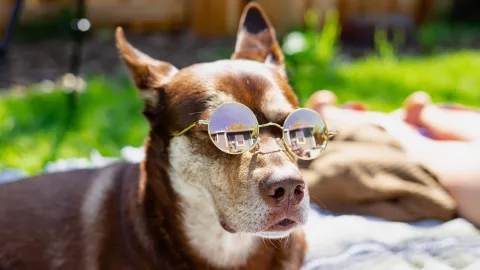 You will be surprised to learn why dogs love to bask in the sun