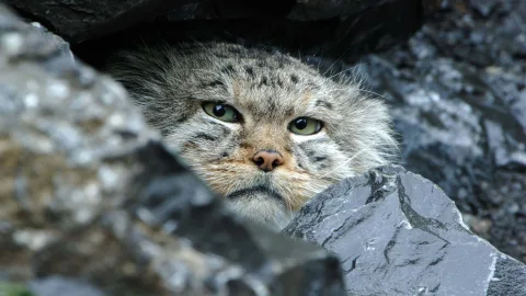 Timosha the Pallas's Cat from the Moscow Zoo Is Rapidly Slimming Down for Spring: Video