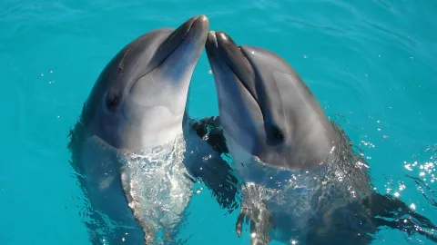 In Egypt, dolphins saved a man by fending off a shark