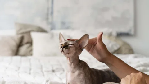 They were pampered and revered: the most unusual cat breeds and their origins
