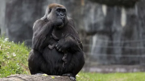 Умела рассуждать о любви и знала язык жестов: история говорящей гориллы Коко