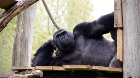 Almost Like Humans: The Smartest Animals on the Planet