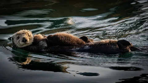 Smarter Than People: The 10 Most Intelligent Animals on the Planet