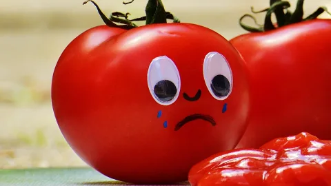 Tomatoes Scream When You Pick Them - Scientists Have Recorded the Sound