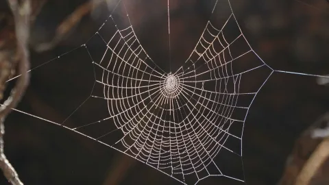 An expert explains why you should not kill the spiders that live in your home